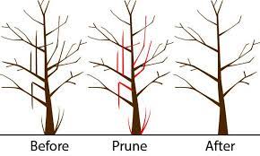 How to Identify Signs That Your Trees Need Pruning