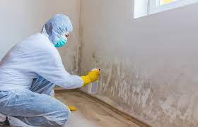 Mold Removal and Restoration: Bringing Your Property Back to Life